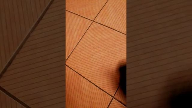 20140917 йоркширские терьеры смотреть онлайн
