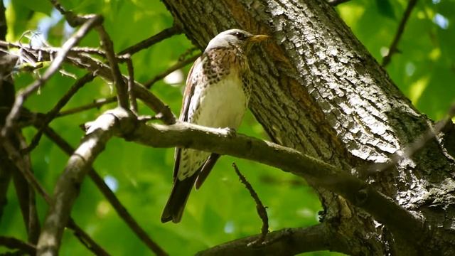 Рябинник на ветке