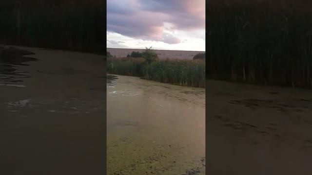 Нарвская Венеция и лебеди смотреть онлайн