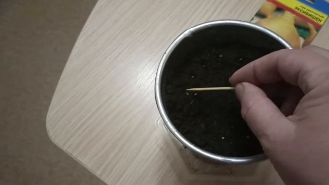 Посадка лука Эксибишен на рассаду