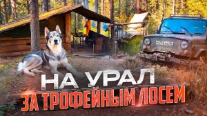 Охота на лося во время гона на Урале