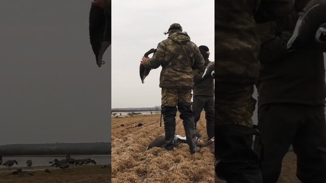 Огромные стаи гусей летят на нас! Весенняя охота на гуся. смотреть онлайн