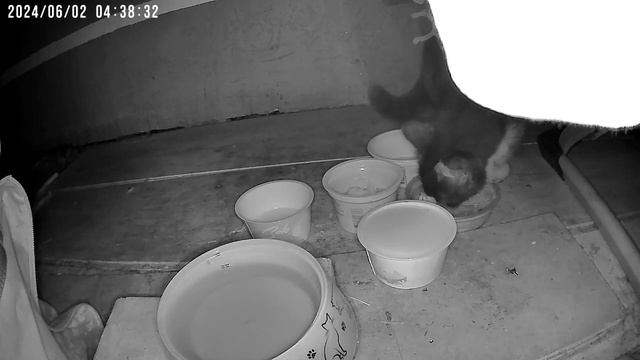 Животные у кормушки #19 Cat Cam