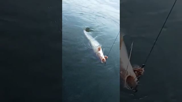 Эти Сом вырастает до гигантских размеров смотреть онлайн