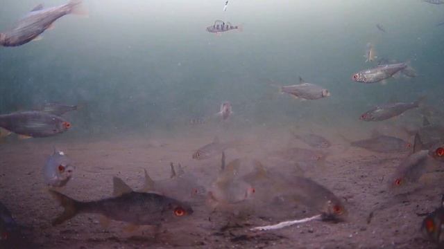 Сорога с окунем не хотят опарыша )) смотреть онлайн