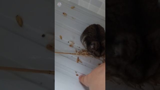 Хомяк кушает колосок