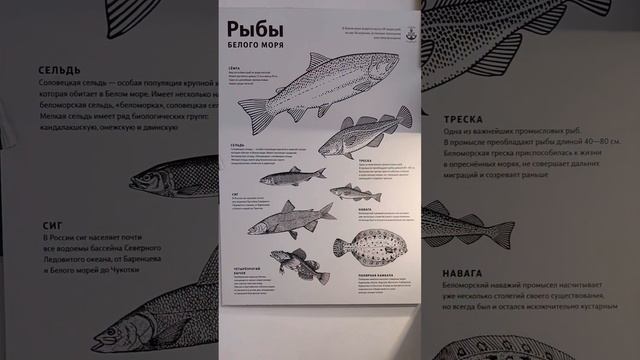 Архангельск смотреть онлайн