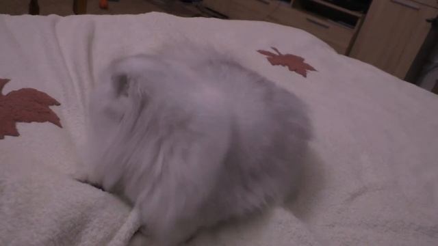 Кошка ловит пальцы под одеялом