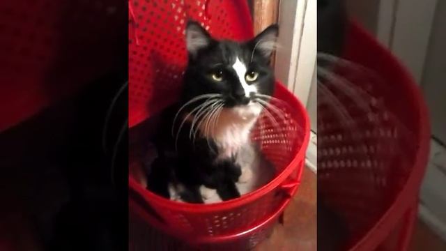 Мурзик инвалид смотреть онлайн