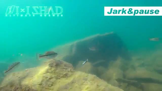 MEGABASS IXI SHAD Un crank IMPORTANTE!! Yuki ITo Japan! смотреть онлайн