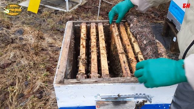 ПЧЕЛОВОДСТВО объединенная семья перезимовала на канди молодая матка апрель весенние работы на пасеке смотреть онлайн