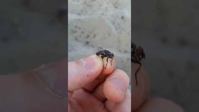 Словили муху