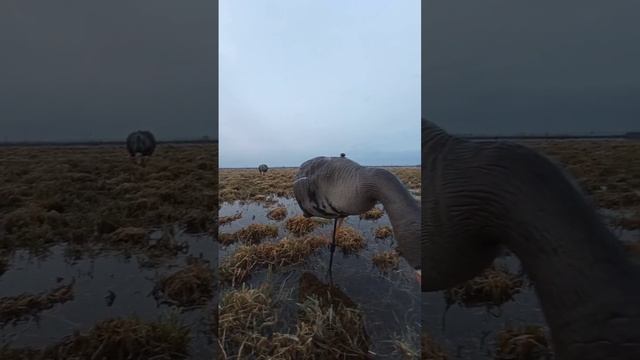 Весенняя охота смотреть онлайн