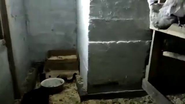 построили социализм в курятнике\ независимо кто индюк или курица есть еда и свой угол седала