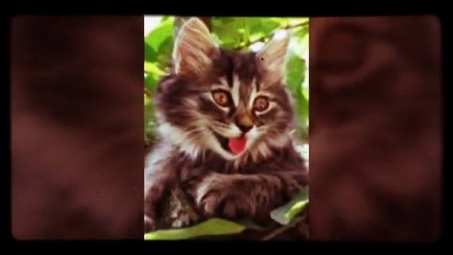 Коты классно поют