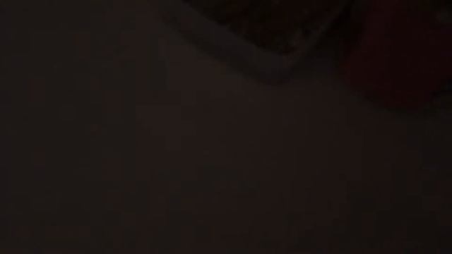 Всё о джунгарских хомяках смотреть онлайн