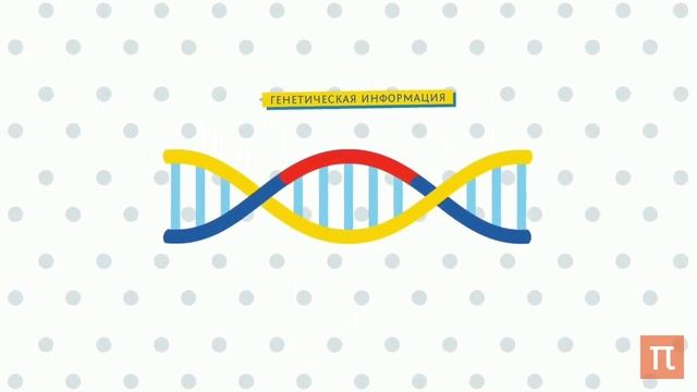 Белки: из чего состоит всё живое на земле.