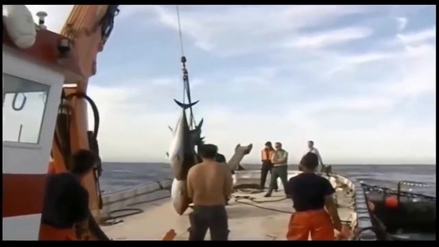 Морская ловля огромных тунцов смотреть онлайн