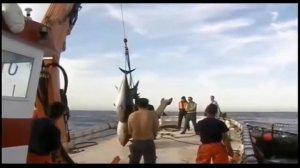 Морская ловля огромных тунцов