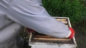 ВЫВОД МАТОК НА ЛЮБИТЕЛЬСКОЙ ПАСЕКЕ.