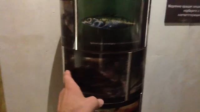 Экспонат дарвиновского музея смотреть онлайн