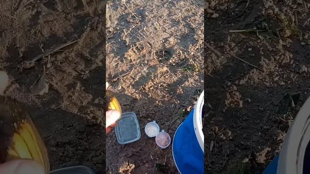 Ракушка Анжела на Волге смотреть онлайн