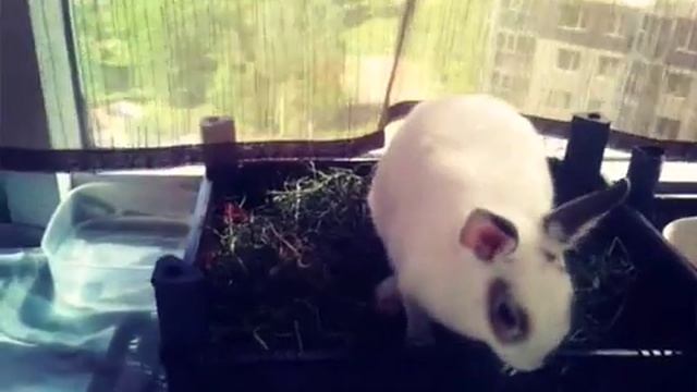 Декоративные кролики 30