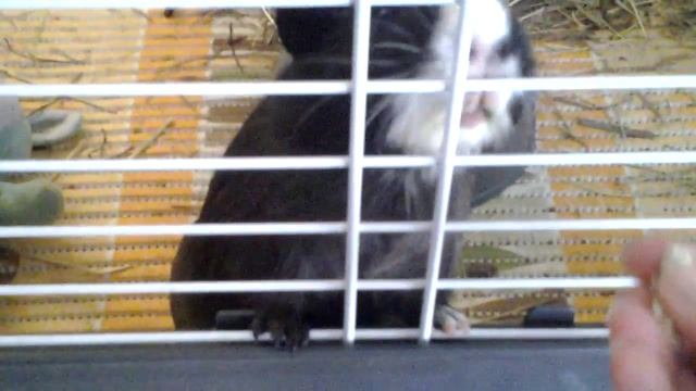 Экскурсия по клетке смотреть онлайн