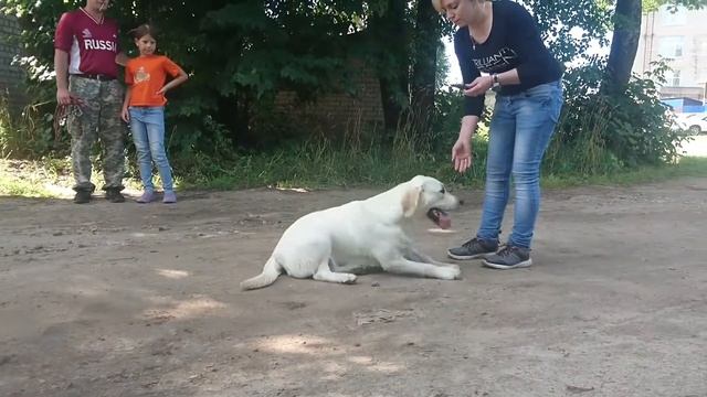Прадера Касадорес Феличе ( Lab'SPb USA Edition & Lab'SPb Hollywood Star) - 7 мес. смотреть онлайн