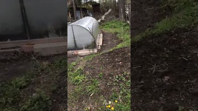 Спил деревьев Эльбрус СПБ смотреть онлайн