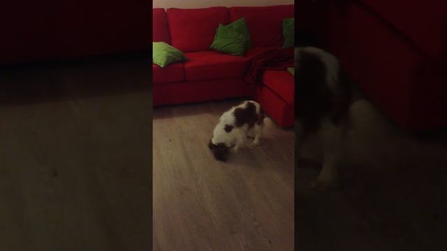 Lena lovi muhe смотреть онлайн