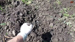 ДОБЫЧА ЧЕРВЕЙ ТОКОМ, (КАК ДЕЛАТЬ ПРАВИЛЬНО)