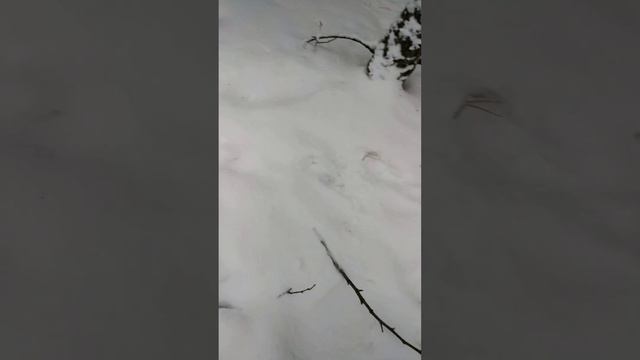 Проверка петель на зайца, часть 1 смотреть онлайн