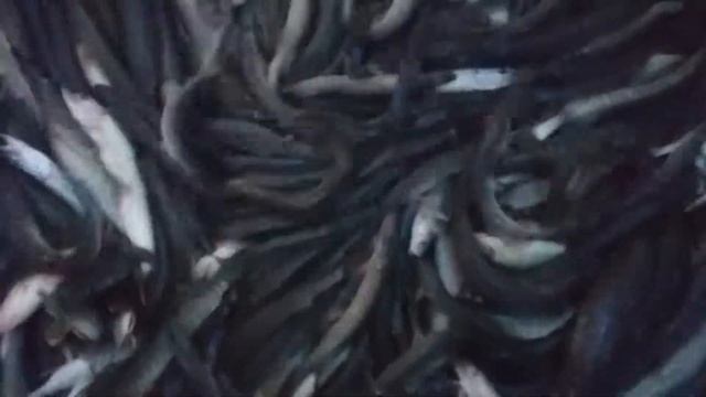 Запущены мелкие щучки на озере Линёво