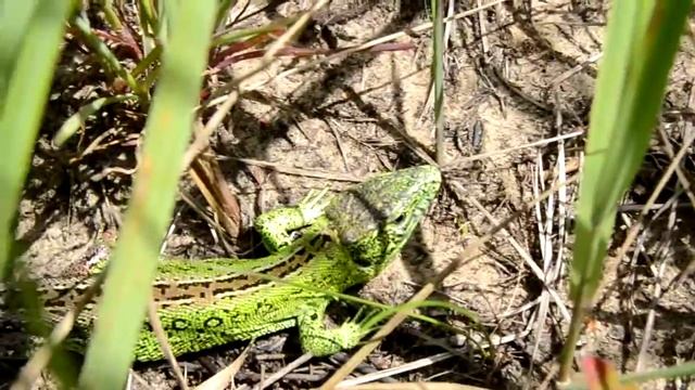 Ящерица смотреть онлайн