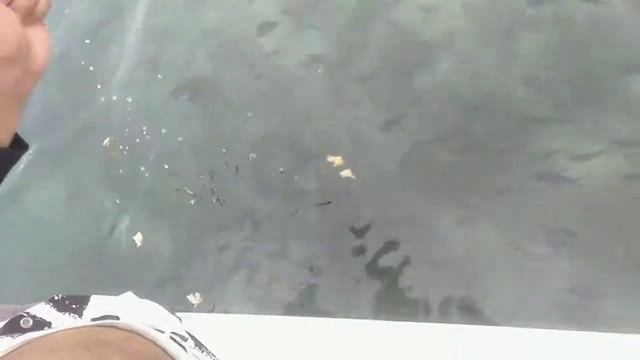 matabungkay fish feeding dami nila !! смотреть онлайн