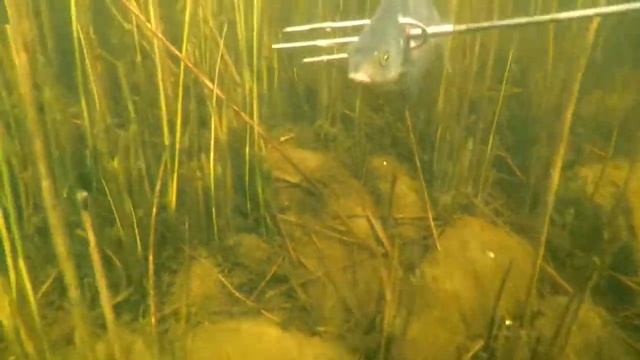 Подводная рыбалка 29 июля 2017