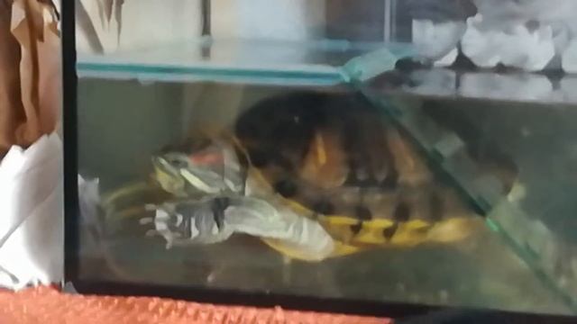 Ха черепаха разрывает рыбку смотреть онлайн