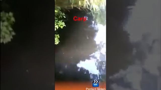 Big fish carp смотреть онлайн