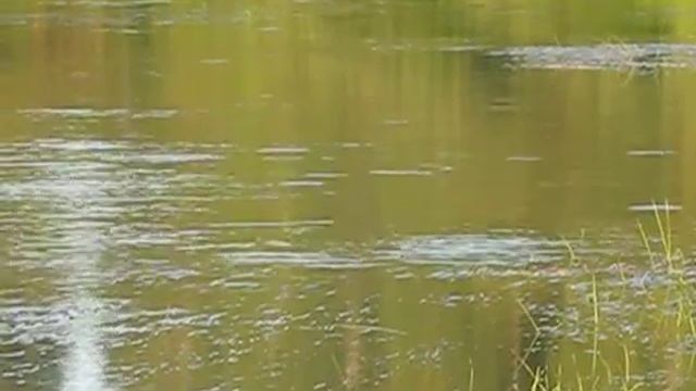 Новосибирск лето 2015 023