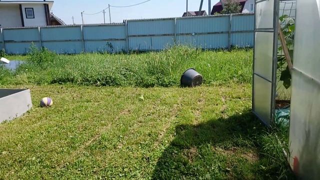 9 июля 2021 г .Делай как я. Выращиваем витамины на закуску. смотреть онлайн