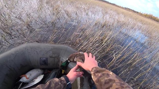 ВОТ ЭТО ОХОТА НА УТКУ! ДАВНО О ТАКОЙ МЕЧТАЛ. УТКИ ТУЧАМИ ЛЕТАЮТ.Осенняя охота на утку. смотреть онлайн