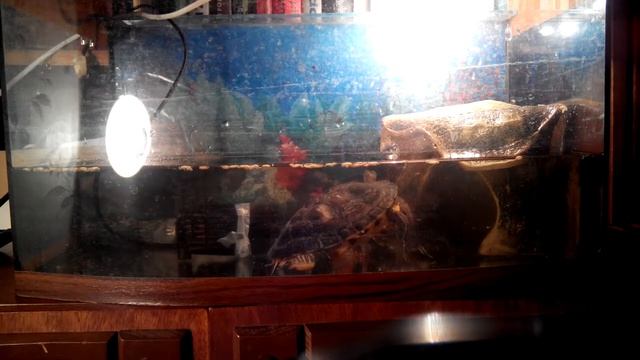 Черепахи.Марта и Паша. смотреть онлайн