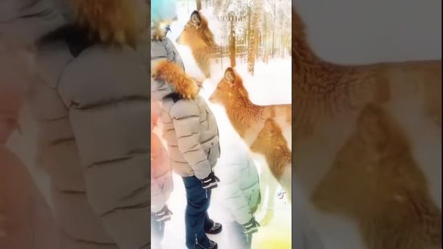 Les art resort! Почти ручные олени! Бэмби 🤩 Взимней сказке ❄️ смотреть онлайн