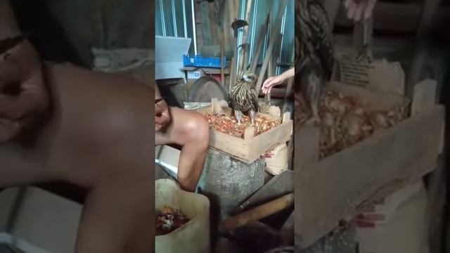 Часть 5.  Ястреб 🐦 помогает чистить 🧅 08 июля 2021г.