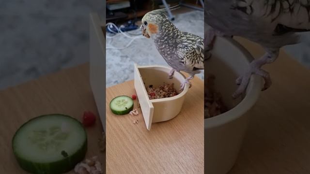 Подкрепиться на свободе. Попугай корелла ест кашу с ягодой.