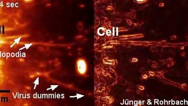 ROCS Microscope Shows Model Viruses At Cell Periphery