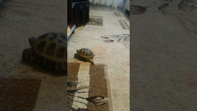 Чежуня,Маруся,Нюша