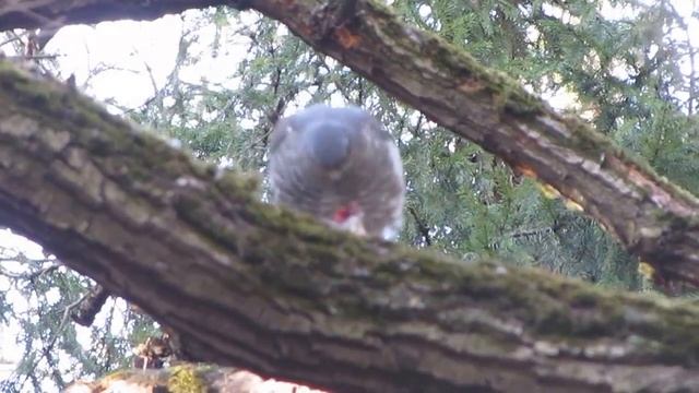 13 марта 2015 г. Ястреб перепелятник часть-3