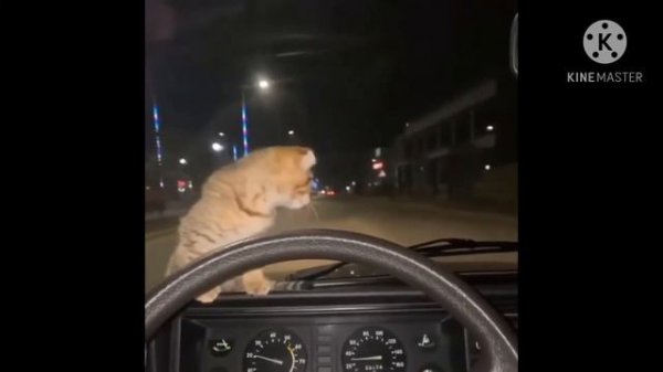 🚨Подборка суеты #14, опер стайл, исполнения, OPER STYLE🚨